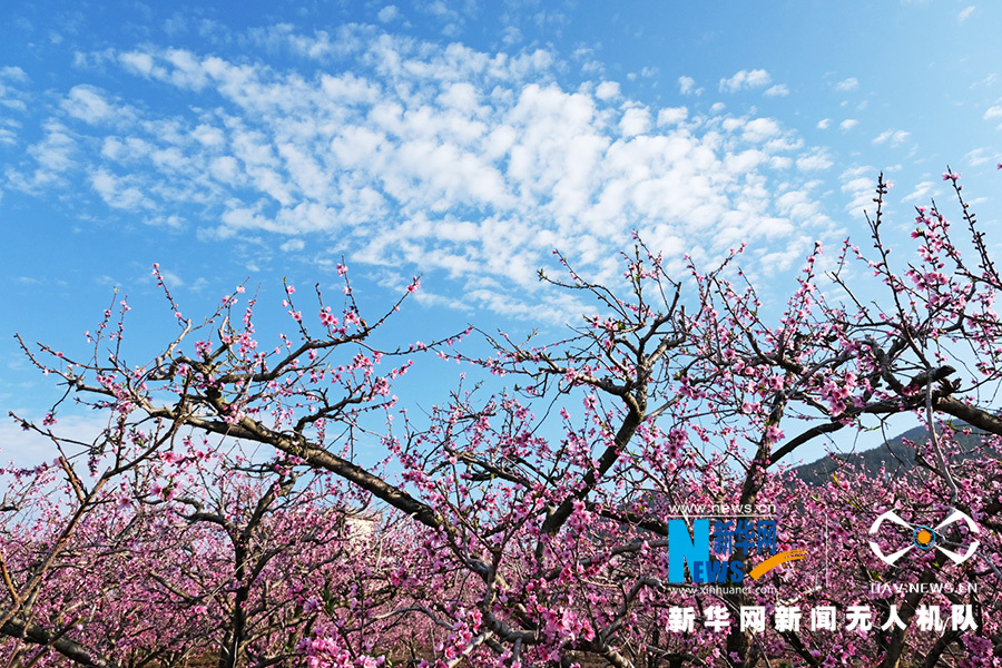 连日来,在云南省红河哈尼族彝族自治州蒙自市新安所镇附近,上千亩桃花