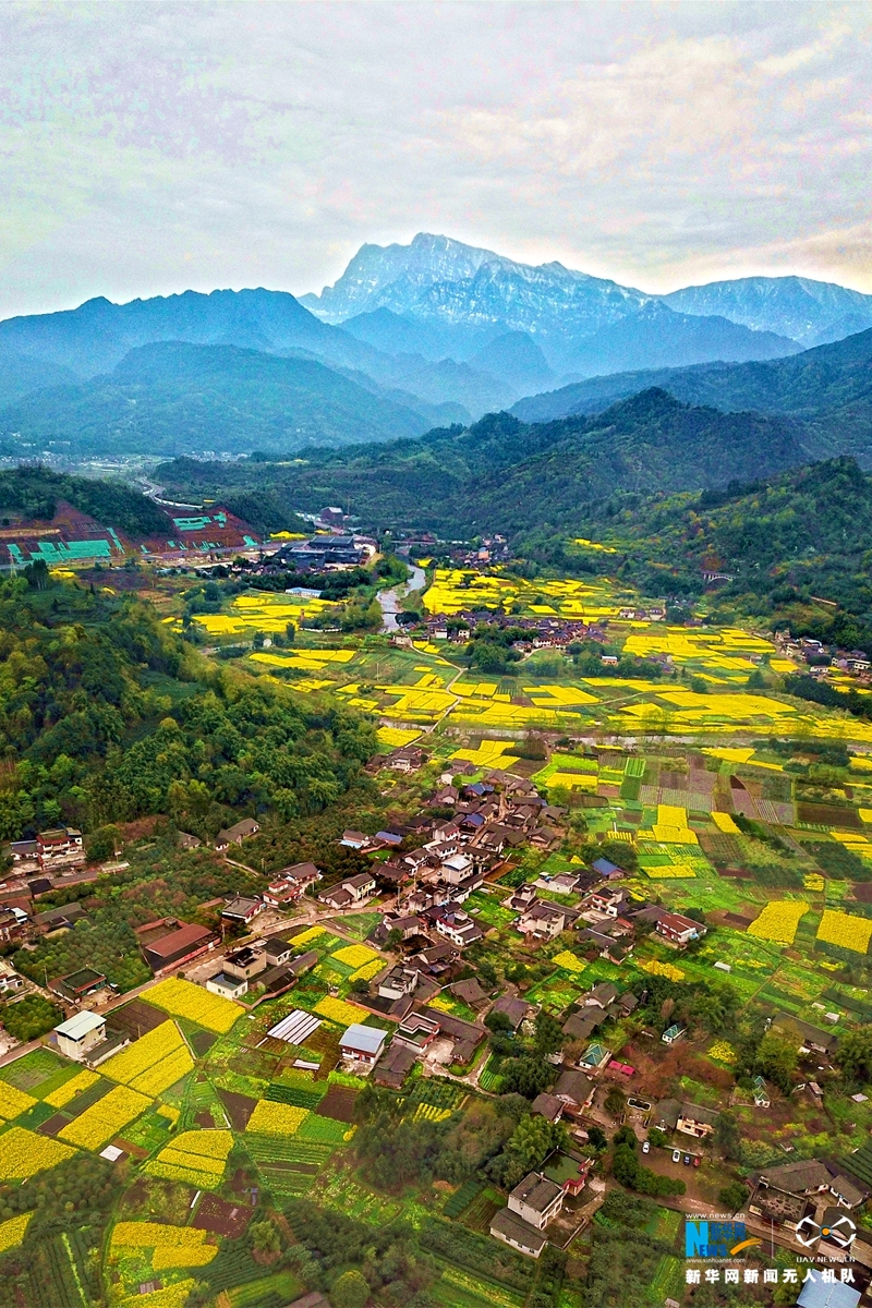 峨眉山市绥山镇拍摄的峨眉山与油菜花田 责任编辑 杜蕙