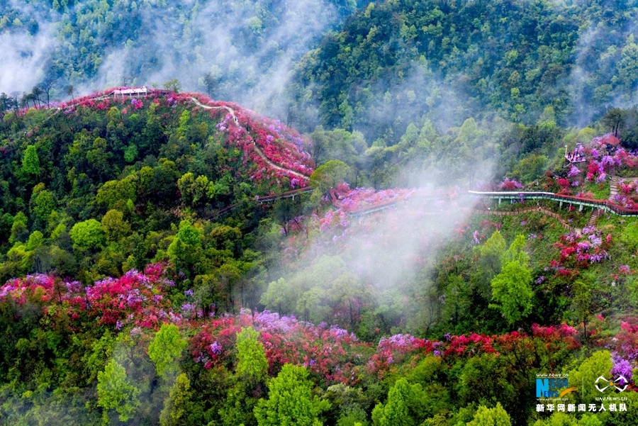 省安庆市岳西县天峡风景区山间云雾缭绕,漫山遍野的杜鹃花姹紫嫣红
