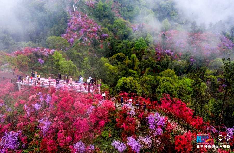 4月3日,安徽省安庆市岳西县天峡风景区野生高山杜鹃竞相开放,美不