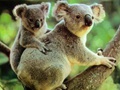 澳大利亞對將近七百只考拉執行安樂死