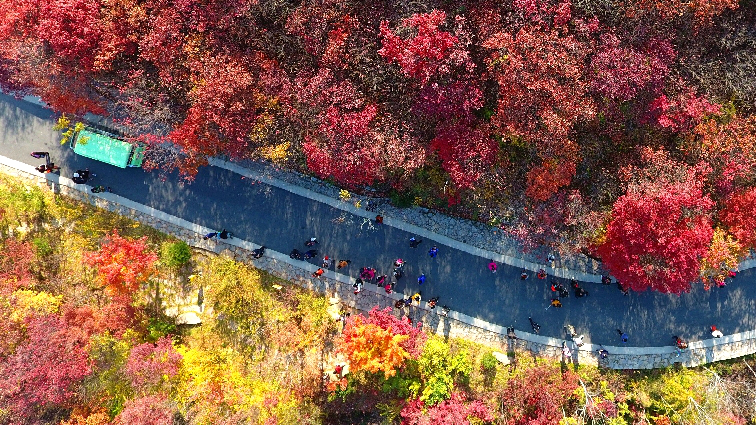 航拍：济南红叶谷最美红叶季