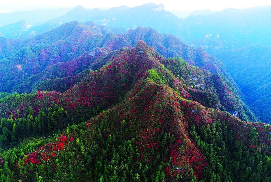 秋意正浓 武陵山区红叶已上线