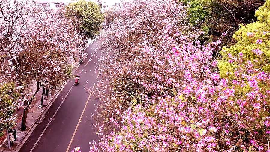 春風拂過 28萬株紫荊花盛開 街道瞬間變花海