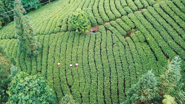 “小茶叶”带动农民致富“大产业”