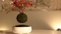 日公司出售“懸浮盆栽”令人驚嘆