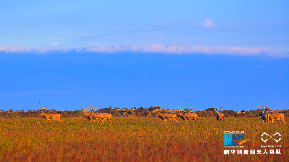 无人机之旅|航拍麋鹿与彩色湿地 爱上江苏国家级自然保护区