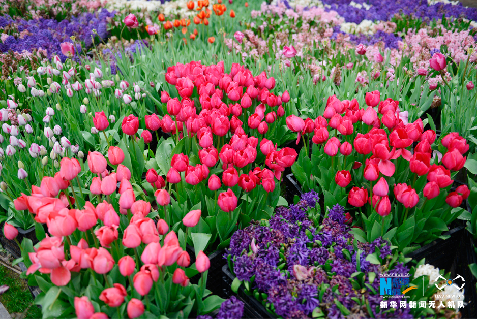 航拍武汉植物园郁金香 10色系40多个花色