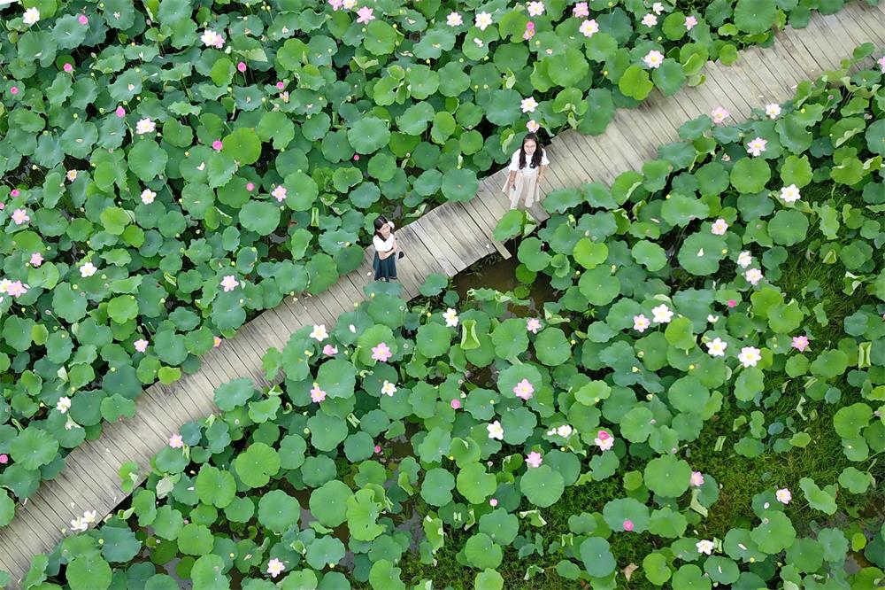 航拍夏日烟雨荷塘 俯瞰田野荷花竞放