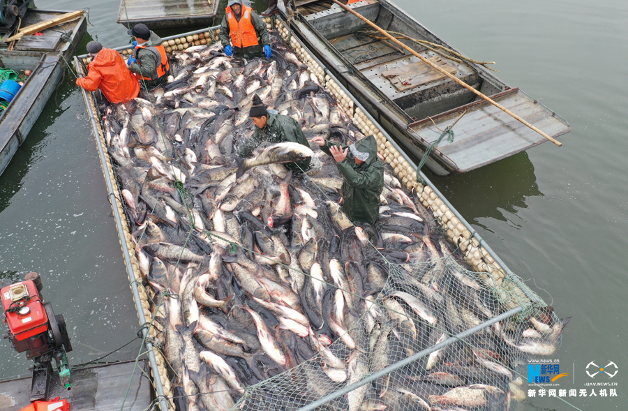1月21日,在安徽省滁州市全椒县黄栗树水库,工人在拉网捕鱼