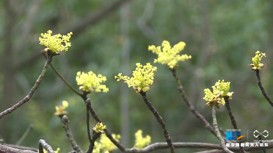 【"飞阅"中国】江西南昌:春风微起 梓木花开