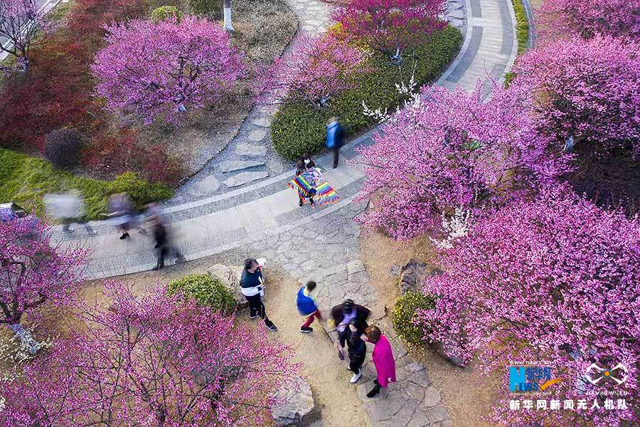 無人機 > 正文 初春時節,湖北省黃岡市遺愛湖公園紅梅傲雪景區的梅花