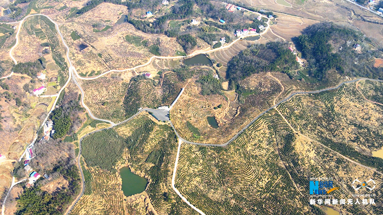 航拍六安市裕安区独山镇油茶产业脱贫示范基地