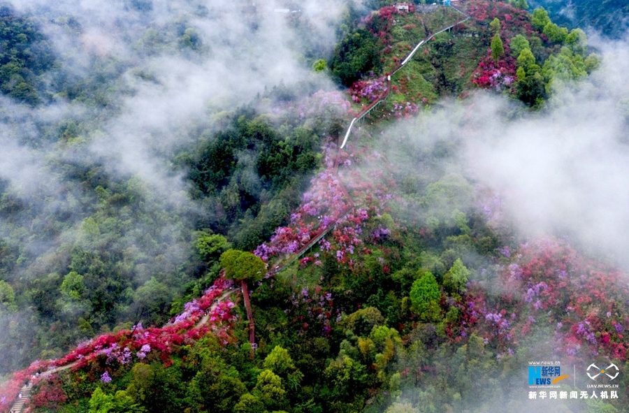 【"飞阅"中国】云深谷幽映山红 姹紫嫣红满目春