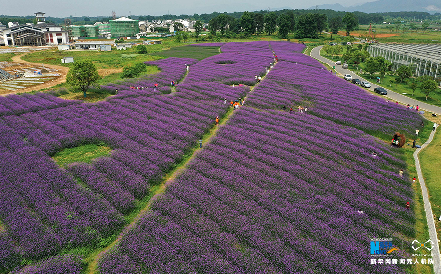 飞阅中国安徽黄山紫色花海醉初夏